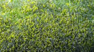 Attēlu rezultāti vaicājumam “Grimmia pulvinata sporophyte”