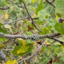 Attēlu rezultāti vaicājumam “Physcia tenella”