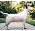 The Westminster Kennel Club | Breed Information: Bull Terrier (