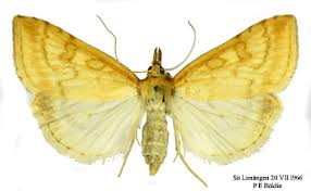 Attēlu rezultāti vaicājumam “Udea lutealis”