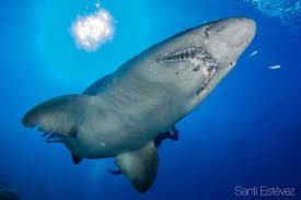 Image result for Odontaspis ferox