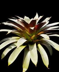 Attēlu rezultāti vaicājumam “Arcyria imperialis stalked”