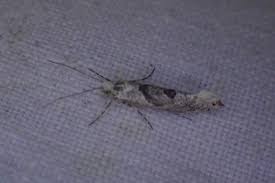 Attēlu rezultāti vaicājumam “Ypsolopha asperella”