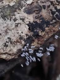 Attēlu rezultāti vaicājumam “Arcyria imperialis”