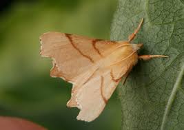 Attēlu rezultāti vaicājumam “Ennomos erosaria”