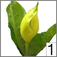 Image result for Gaillardia amblyodon