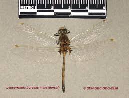 Attēlu rezultāti vaicājumam “Leucorrhinia”