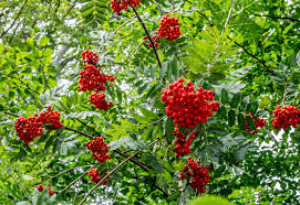 Attēlu rezultāti vaicājumam “Sorbus aucuparia bud”