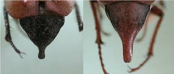 Attēlu rezultāti vaicājumam “Melolontha hippocastani”