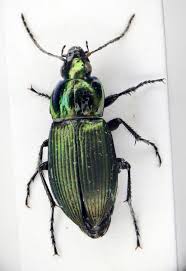 Attēlu rezultāti vaicājumam “Poecilus versicolor”