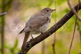 Image result for Luscinia luscinia