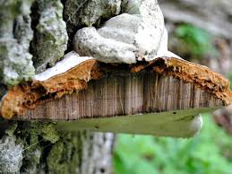 Attēlu rezultāti vaicājumam “Fomes fomentarius”