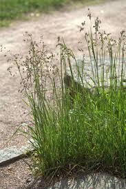 Attēlu rezultāti vaicājumam “Briza media”