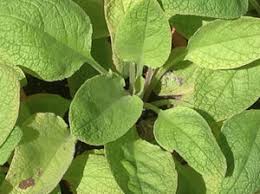 Attēlu rezultāti vaicājumam “Symphytum officinale leaf”