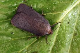 Attēlu rezultāti vaicājumam “Amphipyra livida”