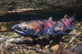 Image result for Oncorhynchus kisutch