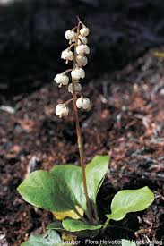 Attēlu rezultāti vaicājumam “Pyrola media”