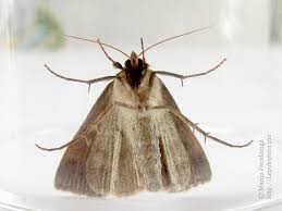 Attēlu rezultāti vaicājumam “Lygephila pastinum”