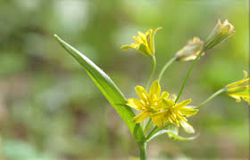 Attēlu rezultāti vaicājumam “Gagea lutea”