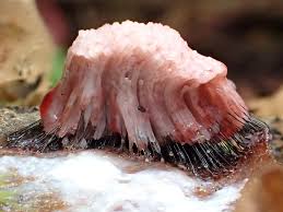 Attēlu rezultāti vaicājumam “Stemonitis herbatica plasmodium”