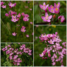 Attēlu rezultāti vaicājumam “Centaurium erythraea flower”