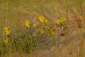 Attēlu rezultāti vaicājumam “Anthyllis maritima flower”