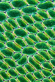 Attēlu rezultāti vaicājumam “Cinclidium stygium”