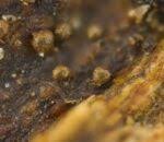 Attēlu rezultāti vaicājumam “Licea chelonoides”