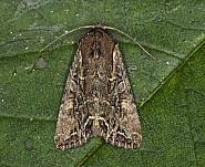 Attēlu rezultāti vaicājumam “Lacanobia suasa”