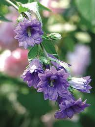 Image result for Campanula affinis