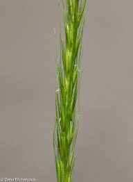 Attēlu rezultāti vaicājumam “Hordelymus europaeus”