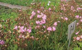 Image result for Lychnis flos-cuculi