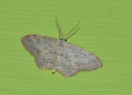 Attēlu rezultāti vaicājumam “Idaea seriata”