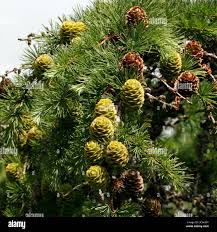 Attēlu rezultāti vaicājumam “Larix kaempferi leaf”