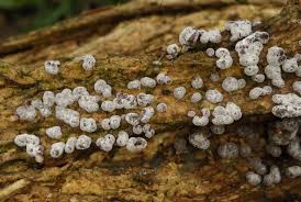 Attēlu rezultāti vaicājumam “Comatricha meandrispora macro”