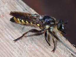 Attēlu rezultāti vaicājumam “Choerades sp.”