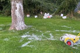 Image result for Rye Bay Football Club