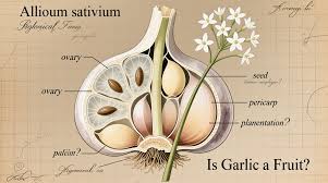 Attēlu rezultāti vaicājumam “Allium sativum fruit”