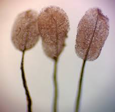 Attēlu rezultāti vaicājumam “Comatricha laxa macro”