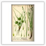 Attēlu rezultāti vaicājumam “Carex remota fruit”