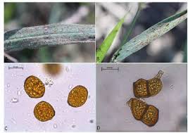 Attēlu rezultāti vaicājumam “Puccinia sessilis”