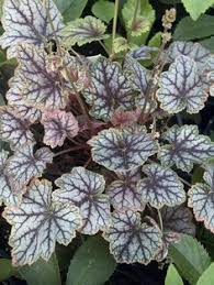 Image result for Heuchera Metallica