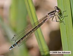 Attēlu rezultāti vaicājumam “Coenagrion armatum female”
