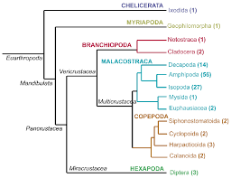 Attēlu rezultāti vaicājumam “Crustacea”