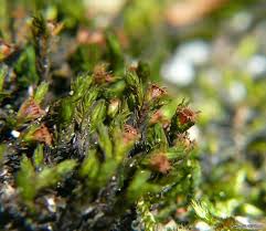 Attēlu rezultāti vaicājumam “Schistidium apocarpum”