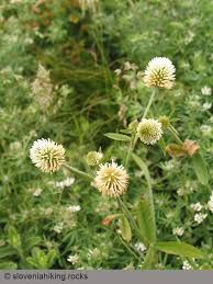 Attēlu rezultāti vaicājumam “Trifolium montanum”