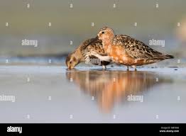 Attēlu rezultāti vaicājumam “Calidris ferruginea adult”