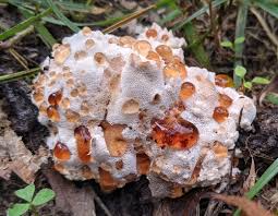 Attēlu rezultāti vaicājumam “Junghuhnia collabens”