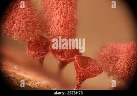 Attēlu rezultāti vaicājumam “Arcyria major macro”