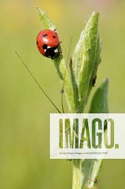 Attēlu rezultāti vaicājumam “Adalia bipunctata imago”